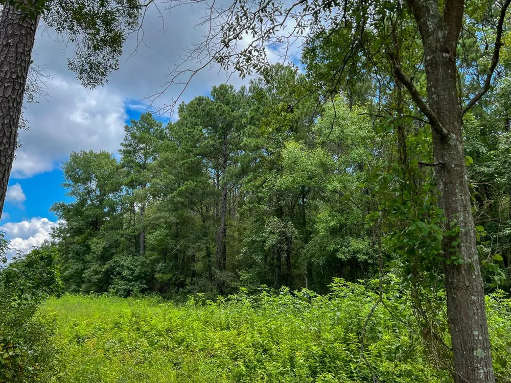 Ellis Lane Vidor, TX 77662