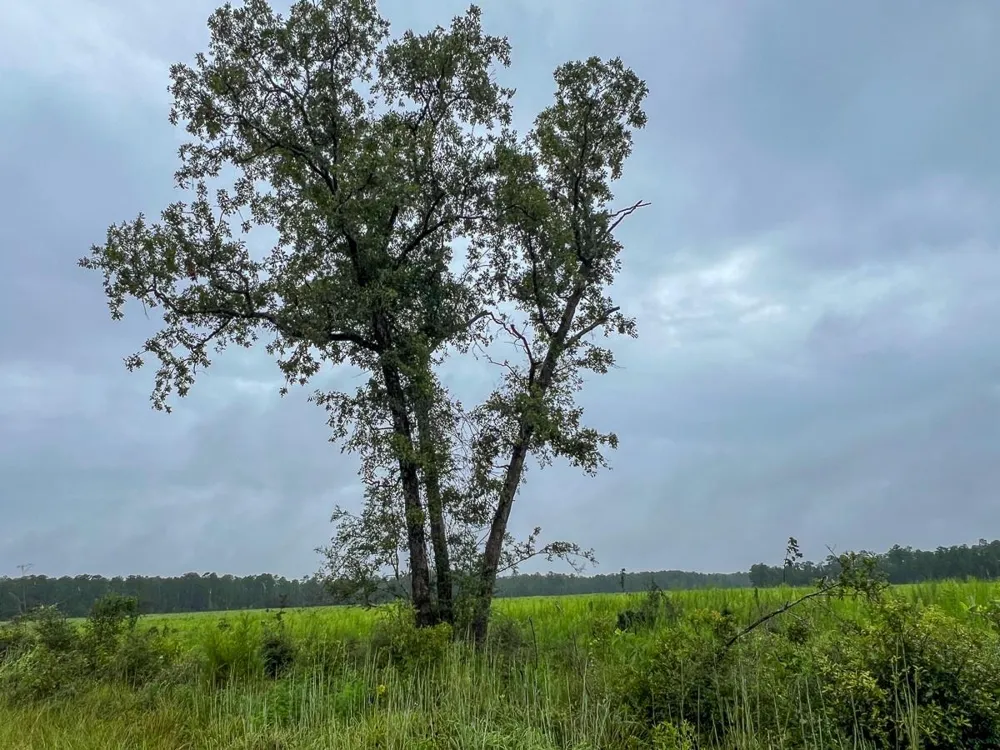 7 Sunflower Road Dallardsville, TX 77351