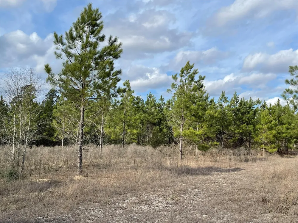 15699 Ridge Rock Road Willis, TX 77378