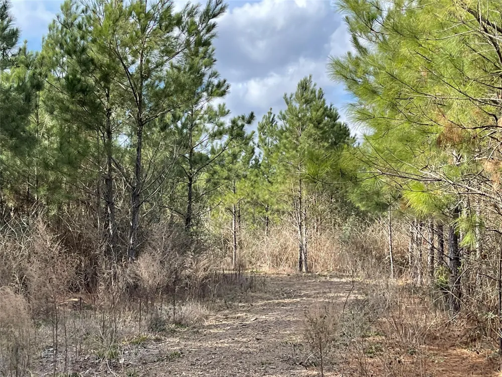 15699 Ridge Rock Road Willis, TX 77378