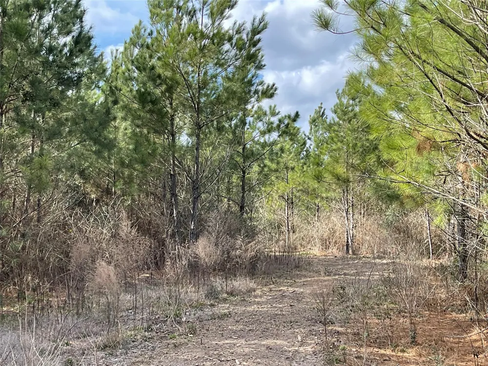 15699 Ridge Rock Road Willis, TX 77378