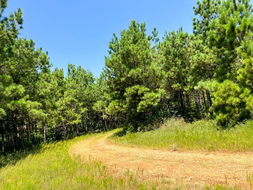 5 Highway 49 Avinger, TX 75630