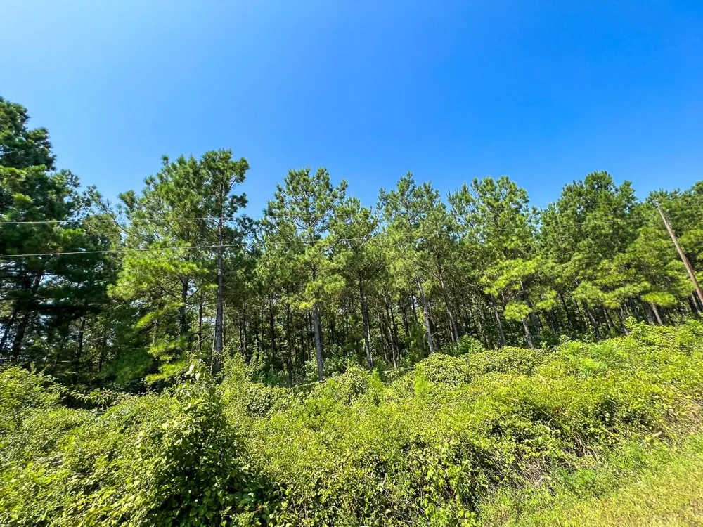 5 Highway 49 Avinger, TX 75630