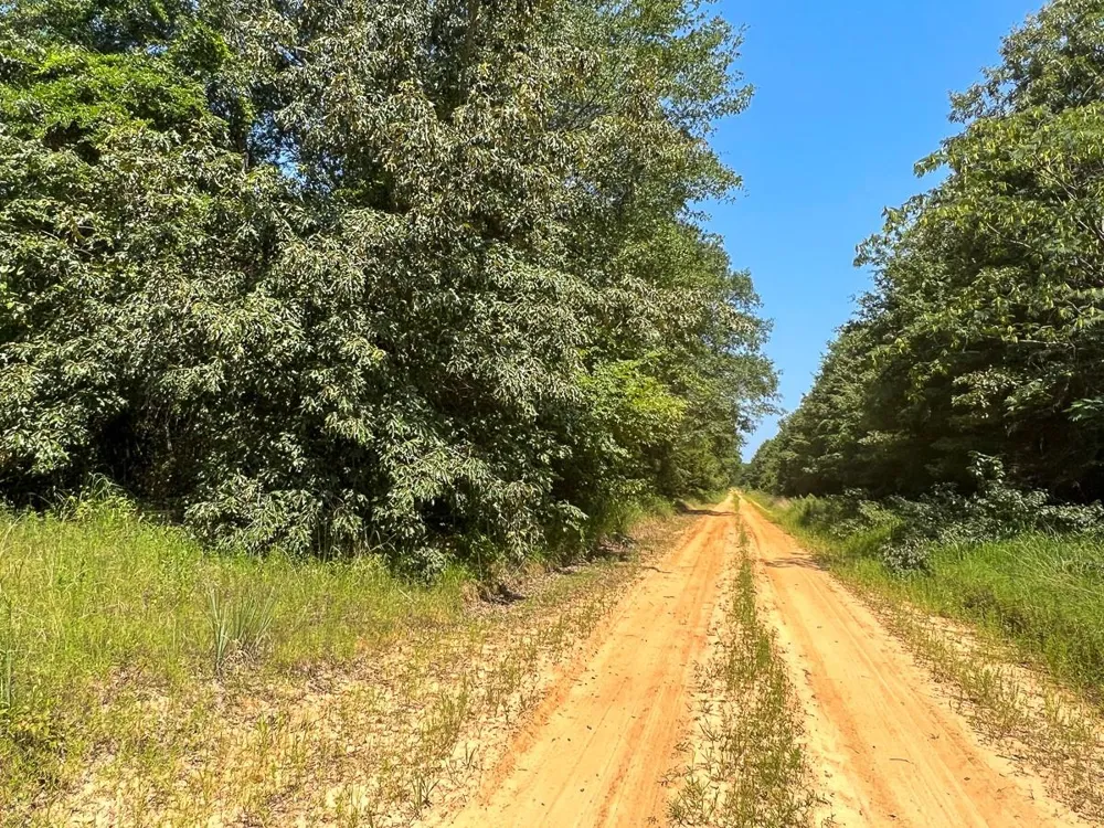 5 Highway 49 Avinger, TX 75630