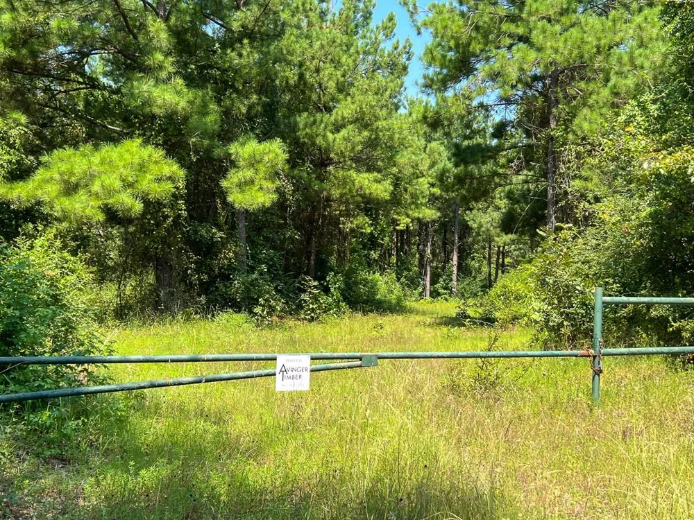 5 Highway 49 Avinger, TX 75630