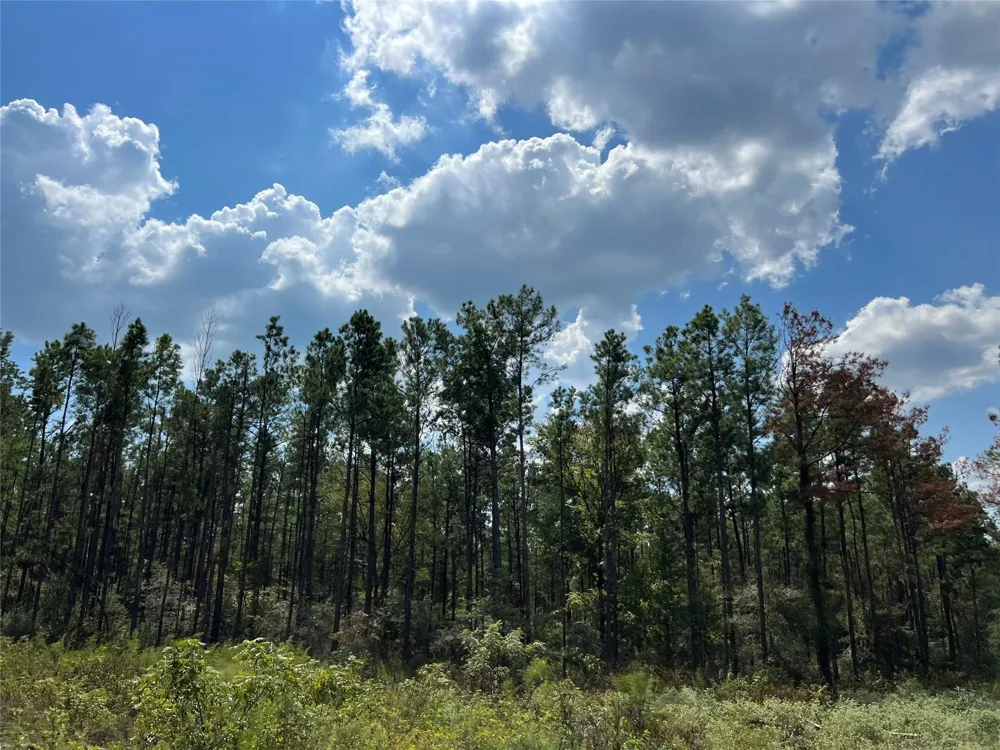 7 Fm 247 Huntsville, TX 77320