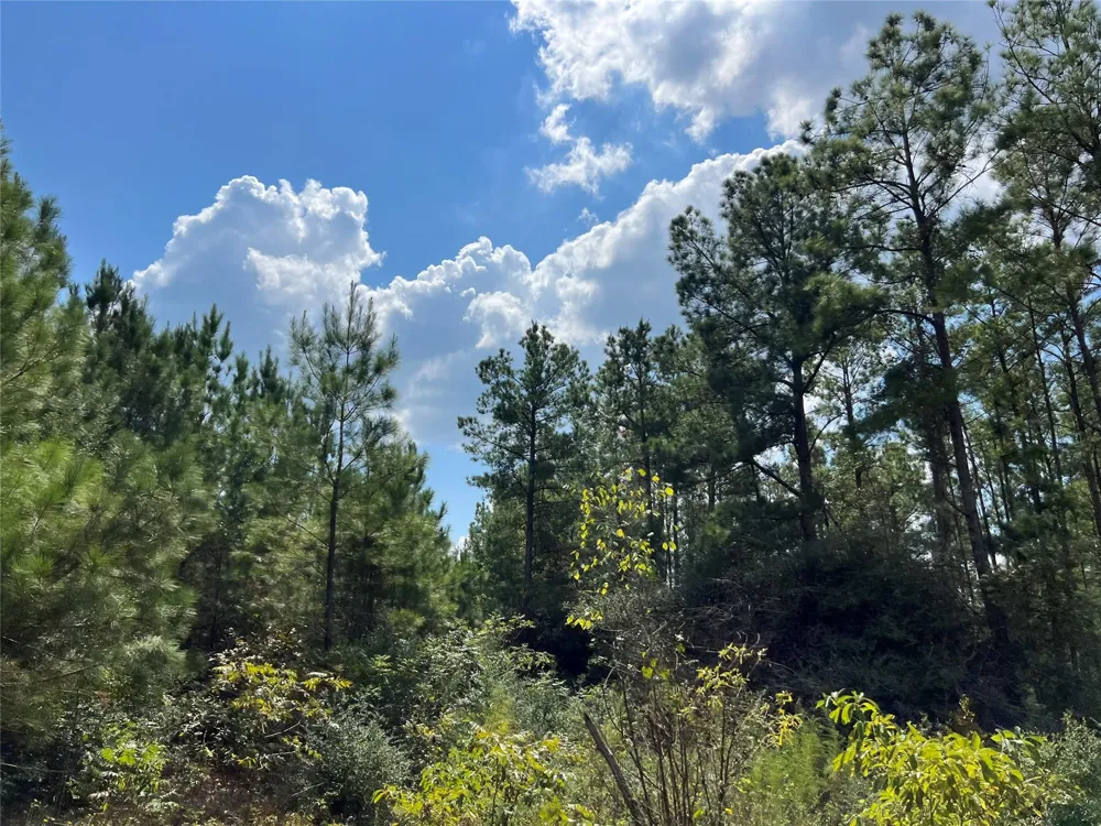 7 Fm 247 Huntsville, TX 77320