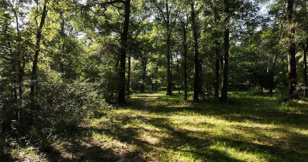 195 Fm 149 Rd Montgomery, TX 77356