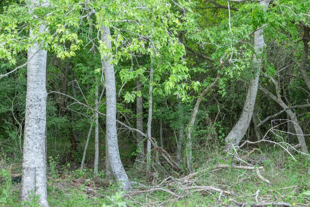 12515 Whitman Road Washington, TX 77880