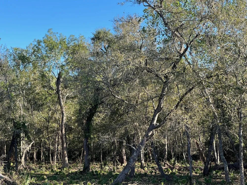10186 County Road 400 Brazoria, TX 77422