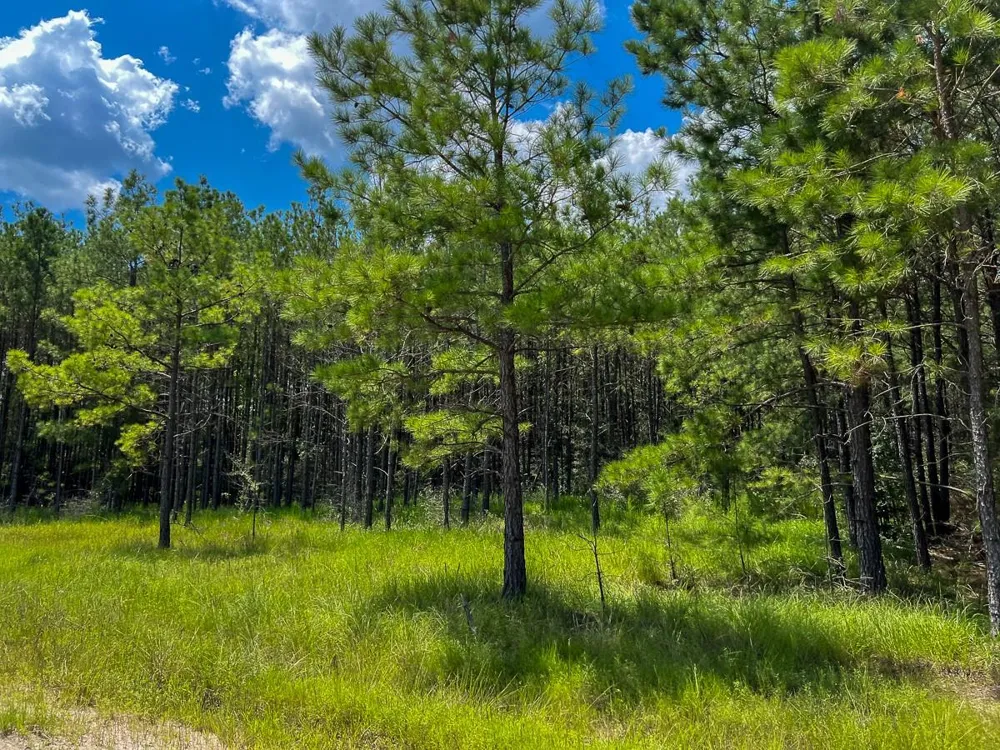 Farm To Market 352 Corrigan, TX 77351