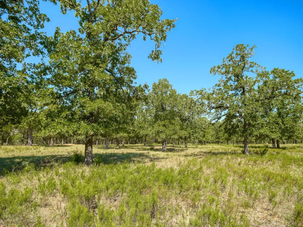 294 Lois Lane Paige, TX 78659
