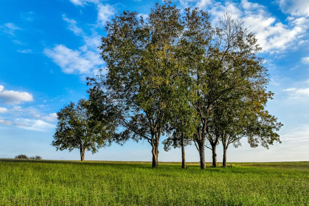 Sunny Meadow Lot 26 Drive Chappell Hill, TX 77426