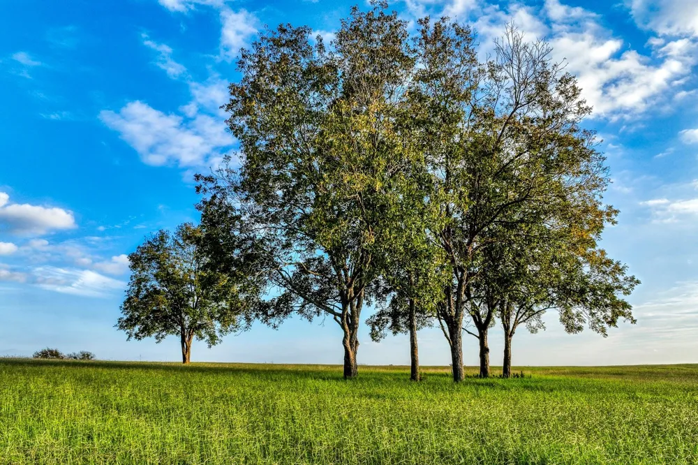 Sunny Hills, Lot 1 Drive Chappell Hill, TX 77426