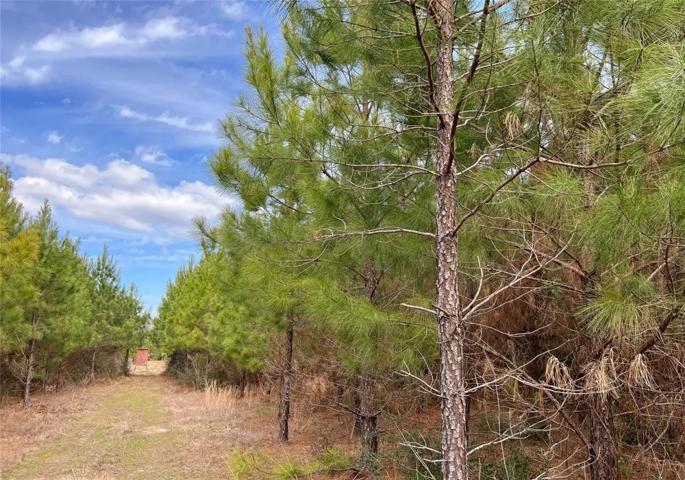 Fm 1746 Town Bluff, TX 77660