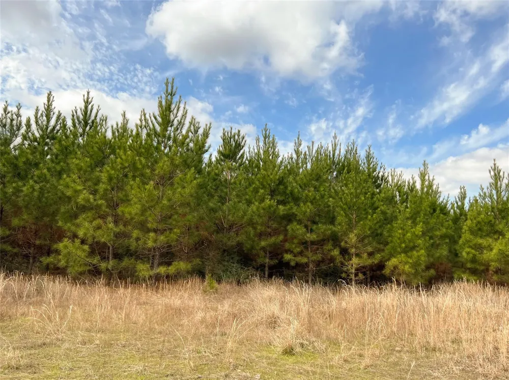 Fm 1746 Town Bluff, TX 77660