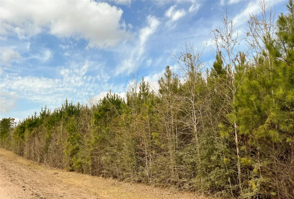 Fm 1746 Town Bluff, TX 77660