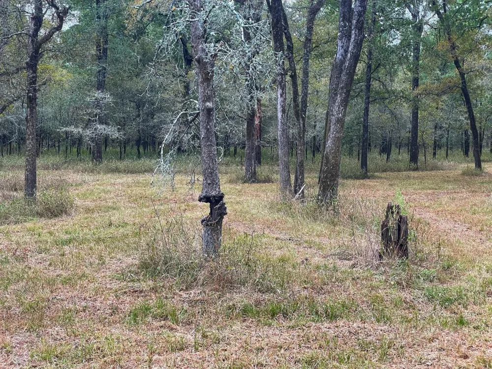 Fm-247 Midway, TX 75852