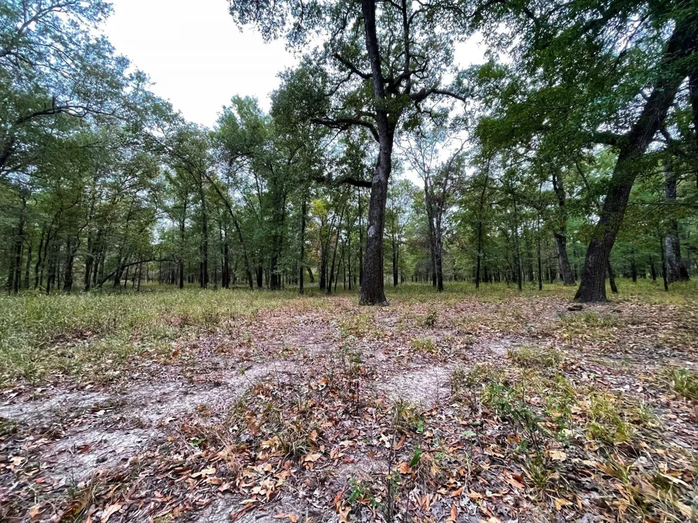 Fm-247 Midway, TX 75852