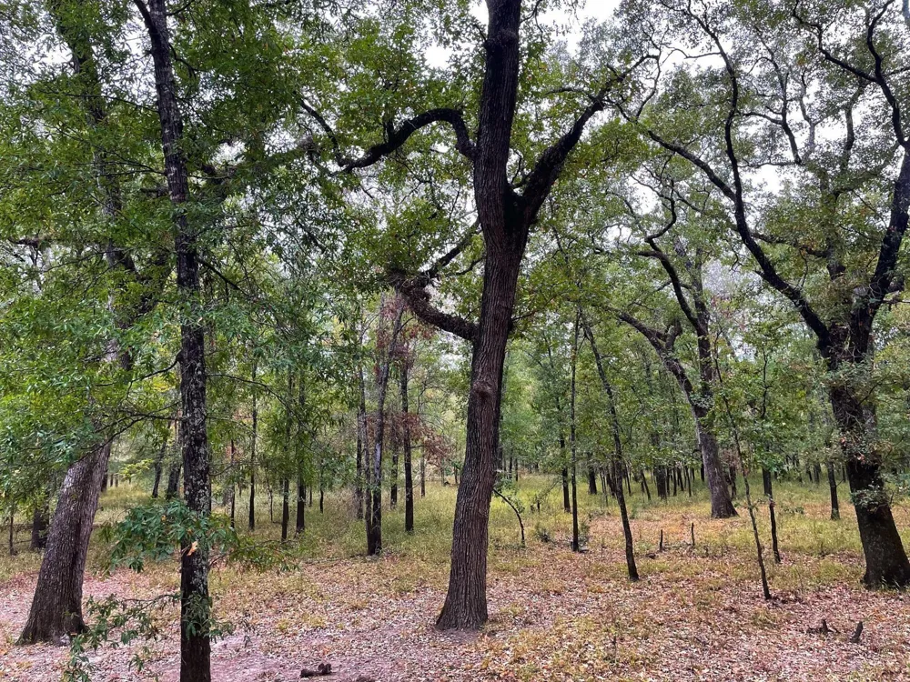 Fm-247 Midway, TX 75852