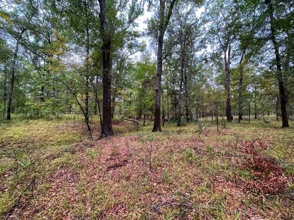 Fm-247 Midway, TX 75852