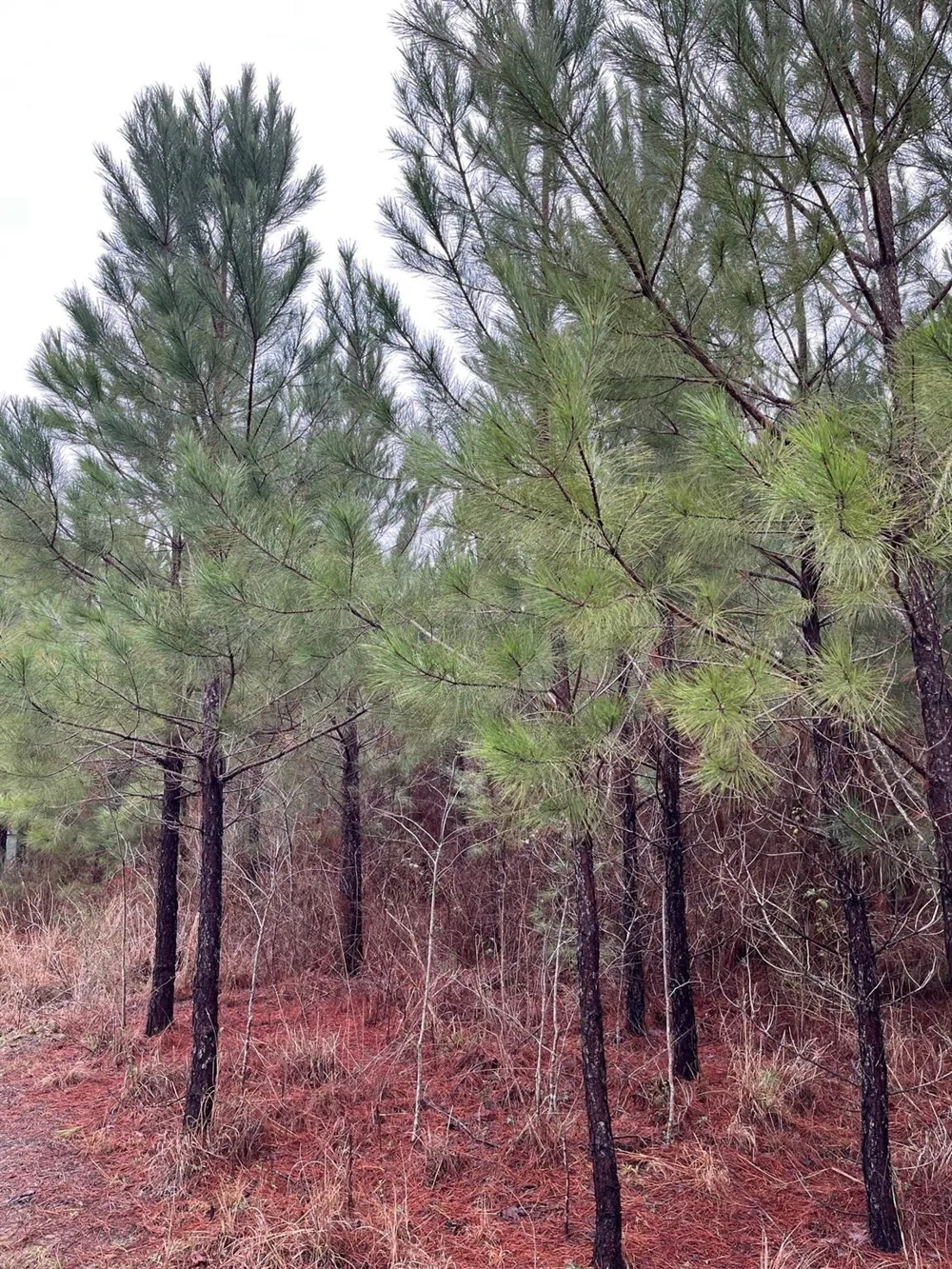 Private Rd Off Fm1751 Bronson, TX 75930