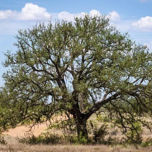 Starks Road Mason, TX 76856