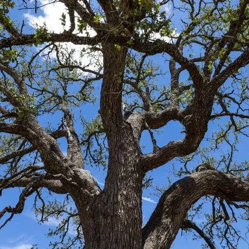 Starks Road Mason, TX 76856