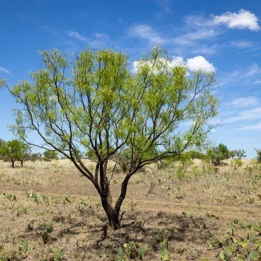 Starks Road Mason, TX 76856