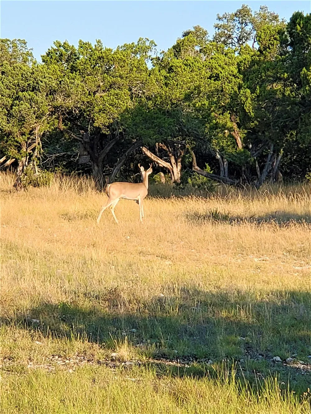 989 Cedar Ridge Road Junction, TX 76849