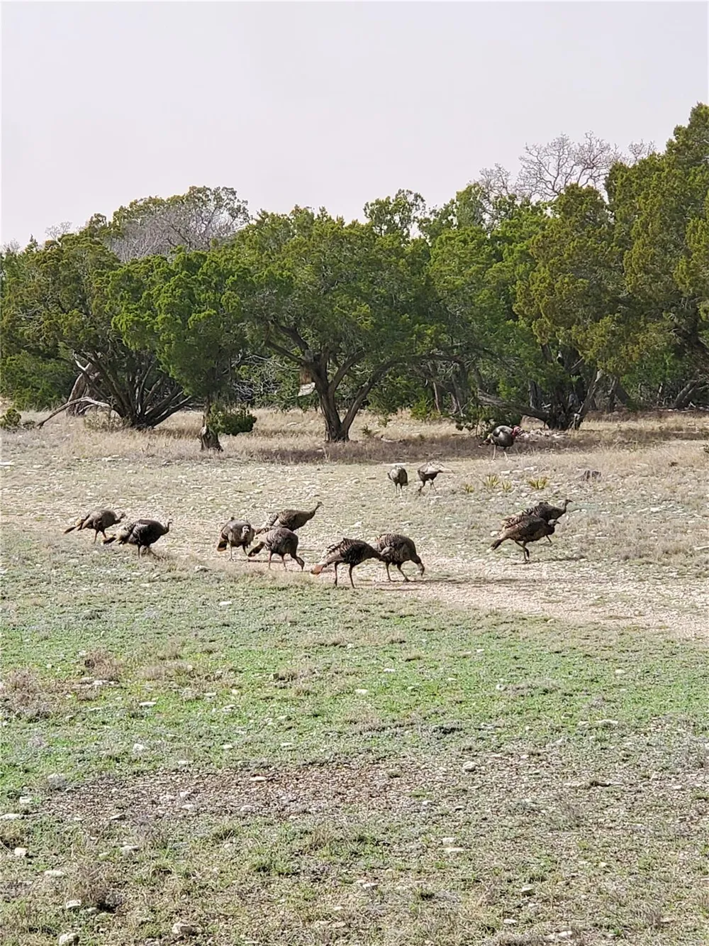 989 Cedar Ridge Road Junction, TX 76849