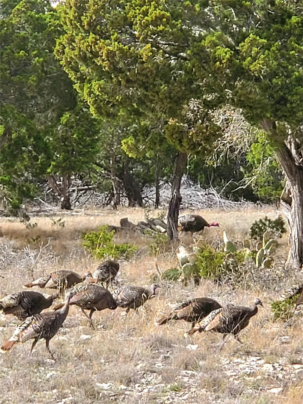 989 Cedar Ridge Road Junction, TX 76849