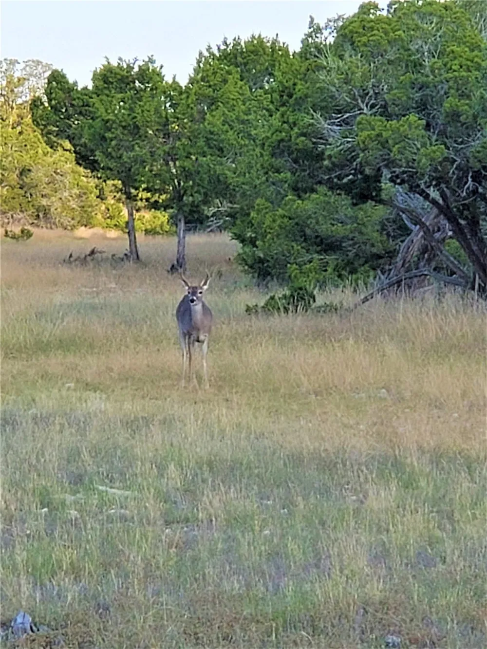 989 Cedar Ridge Road Junction, TX 76849