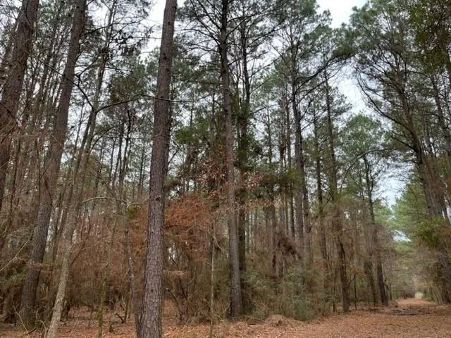 Cr 449- Socagee Creek Road Carthage, TX 75633