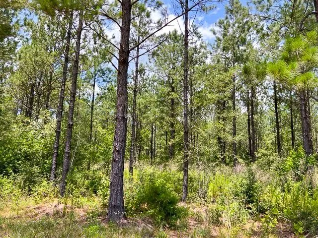 County Road 1425 Warren, TX 75979