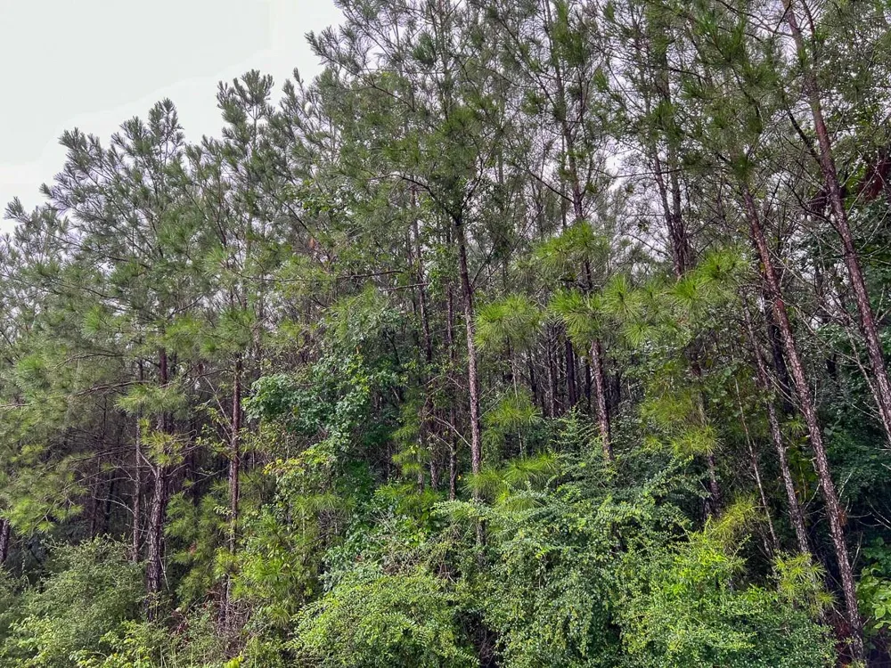 6 Sunflower Road Dallardsville, TX 77351