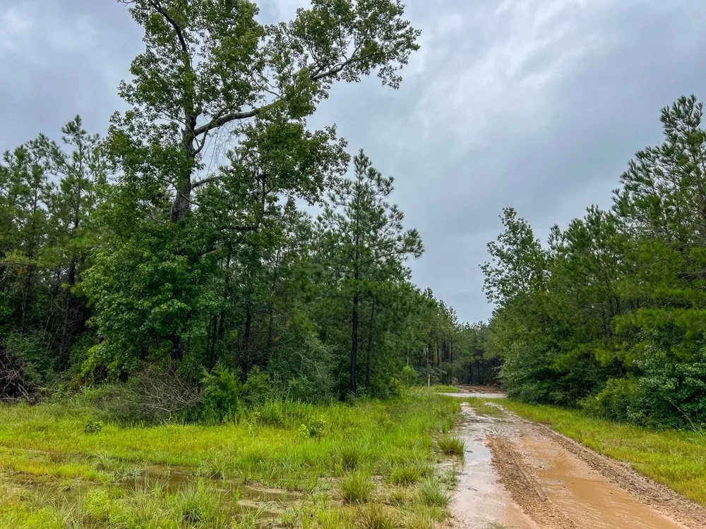 6 Sunflower Road Dallardsville, TX 77351