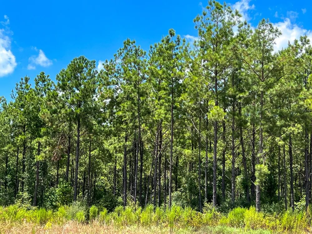 County Road 1420 Warren, TX 77664