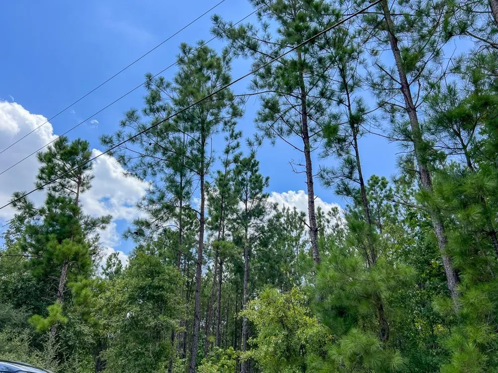 County Road 1420 Warren, TX 77664