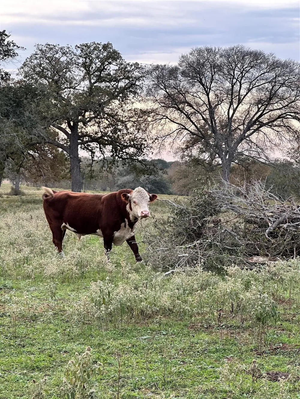 E Us Hwy 90 Waelder, TX 78959