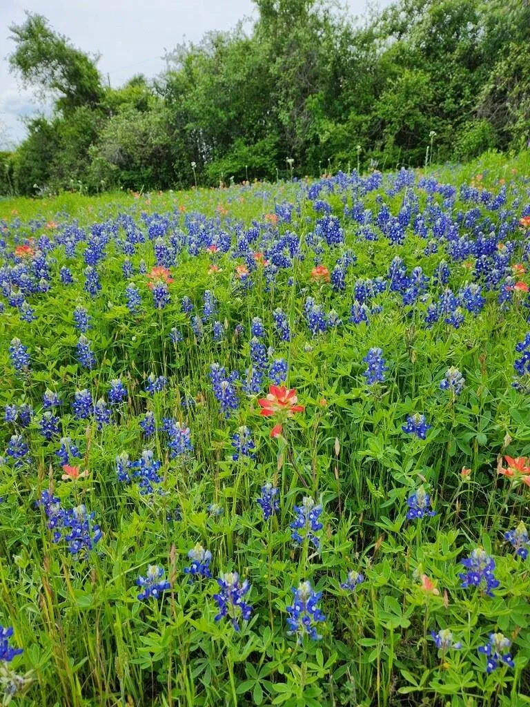 E Us Hwy 90 Waelder, TX 78959