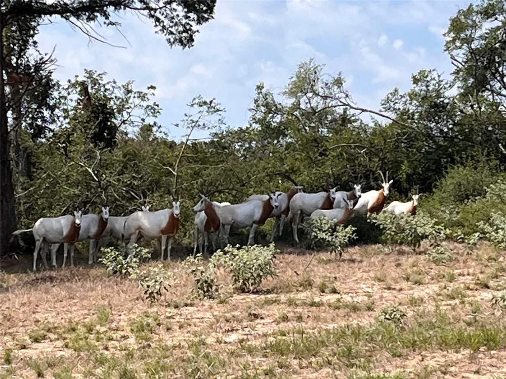 Pr 4173 Marquez, TX 77865