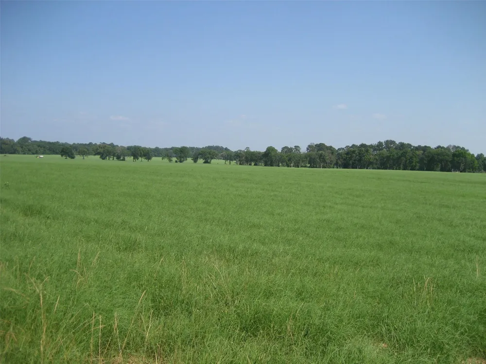 Cr 1890 Grapeland, TX 75844