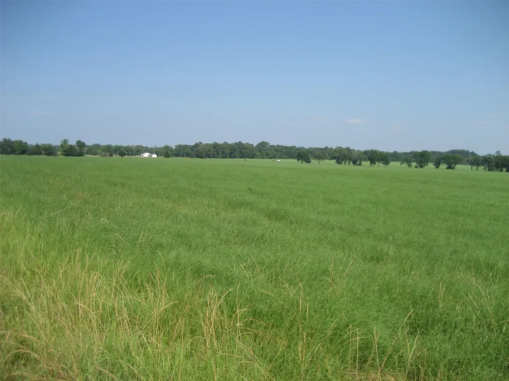 Cr 1890 Grapeland, TX 75844