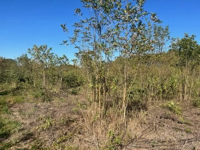 Fm 71 East Talco, TX 75487