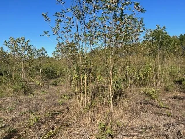 Fm 71 East Talco, TX 75487