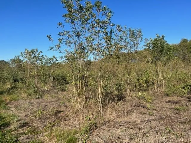 Fm 71 East Talco, TX 75487