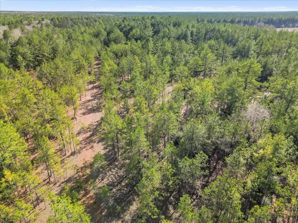A0186 - Dease Conley, Tract 15, Acres 20 Conroe, TX 77303