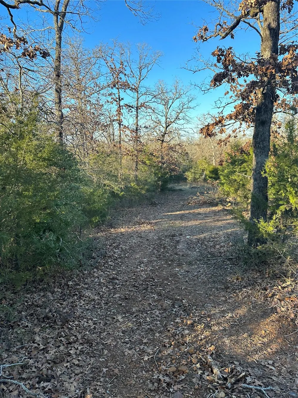 13 Ac Pr 387 Field Buffalo, TX 75831