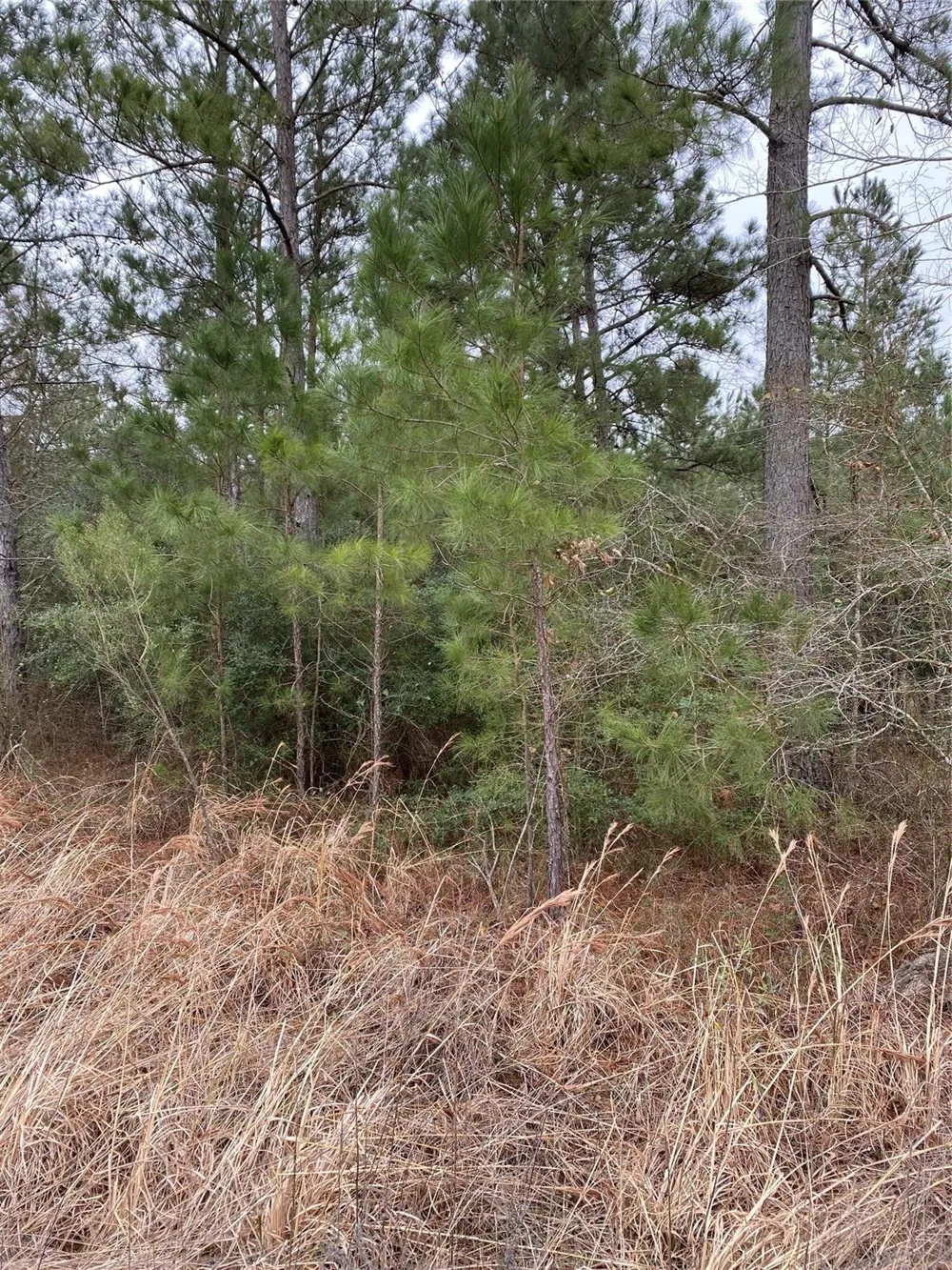 Parcel 6250 Crockett, TX 75851
